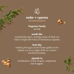 bar soap – cedar + cypress - Image 4
